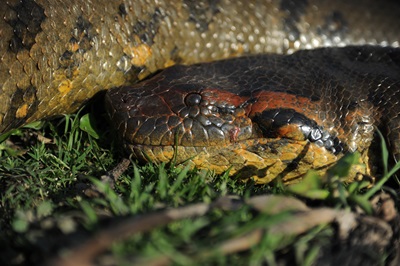 Giant new snake species identified in the Amazon - School of the